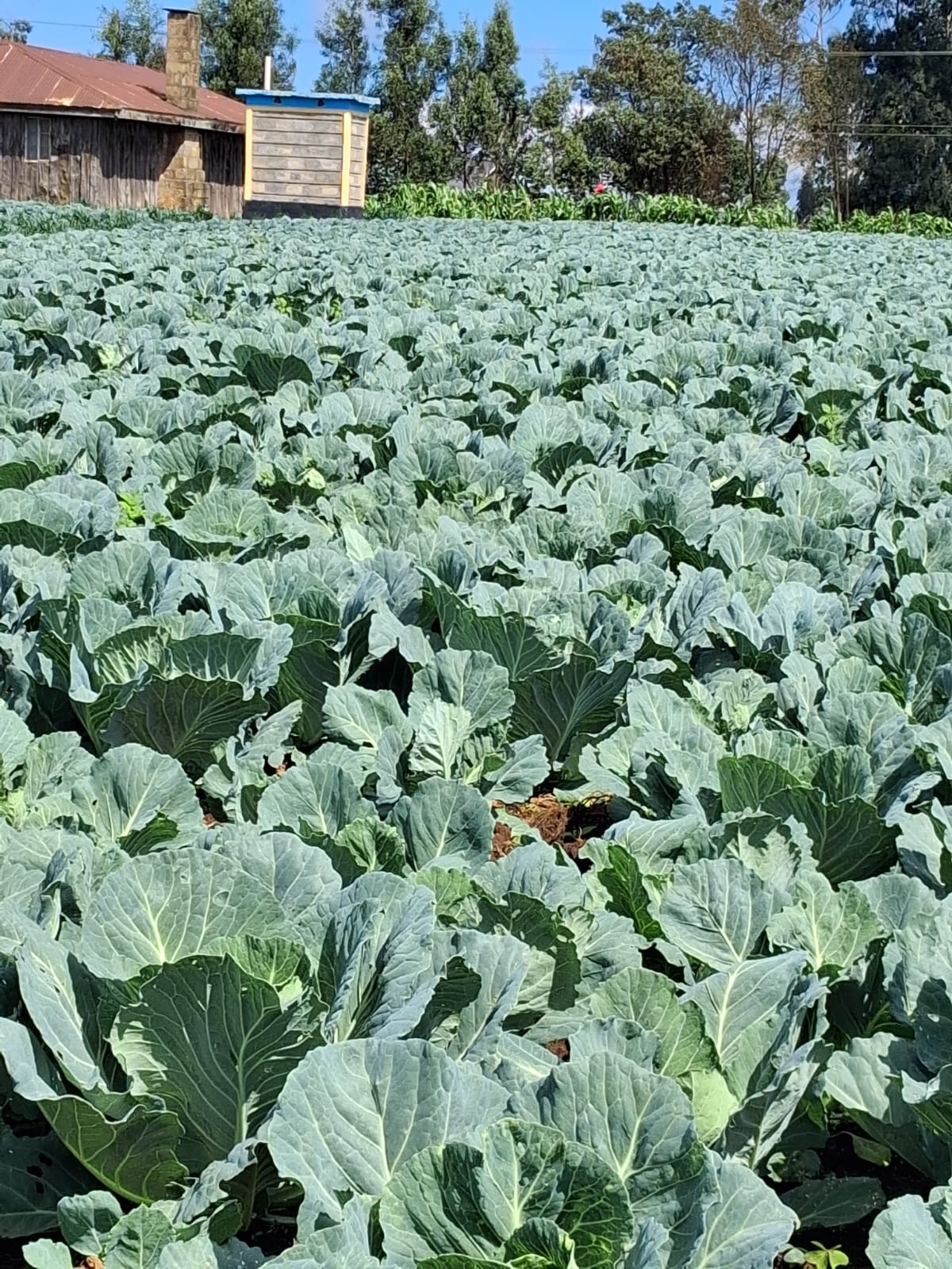 CABBAGE FARMING IN KENYA